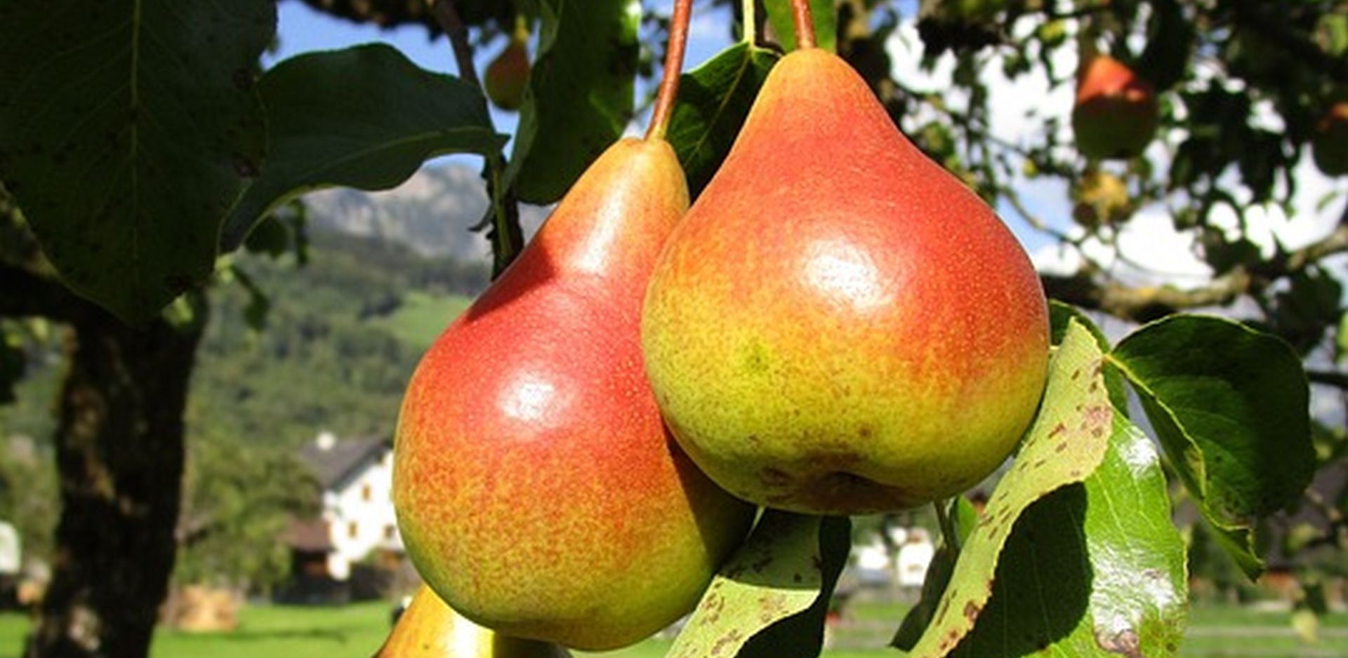 Körte Clapp kedveltje